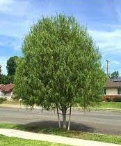Austrailian Willow image